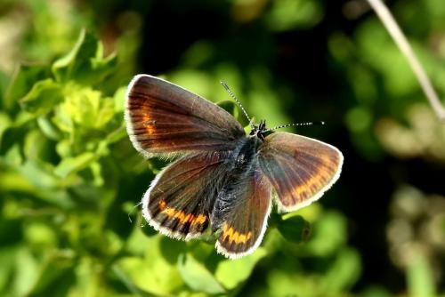 Réf. 195 547 : Plebejus argus